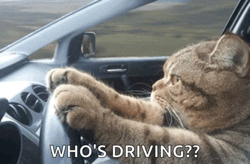 CatDrivingSeriousGIF
